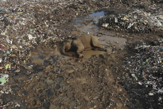 ‘ขยะพลาสติก’ พรากชีวิตช้างในประเทศศรีลังกา มากถึง 20 ตัว ใน 8 ปีที่ผ่านมา