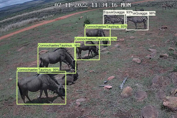เทคโนโลยี AI สามารถปกป้องสัตว์ป่าไม่ให้ ‘สูญพันธุ์’ ได้อย่างไร ? 