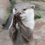 วันนากโลก (World Otter Day) 