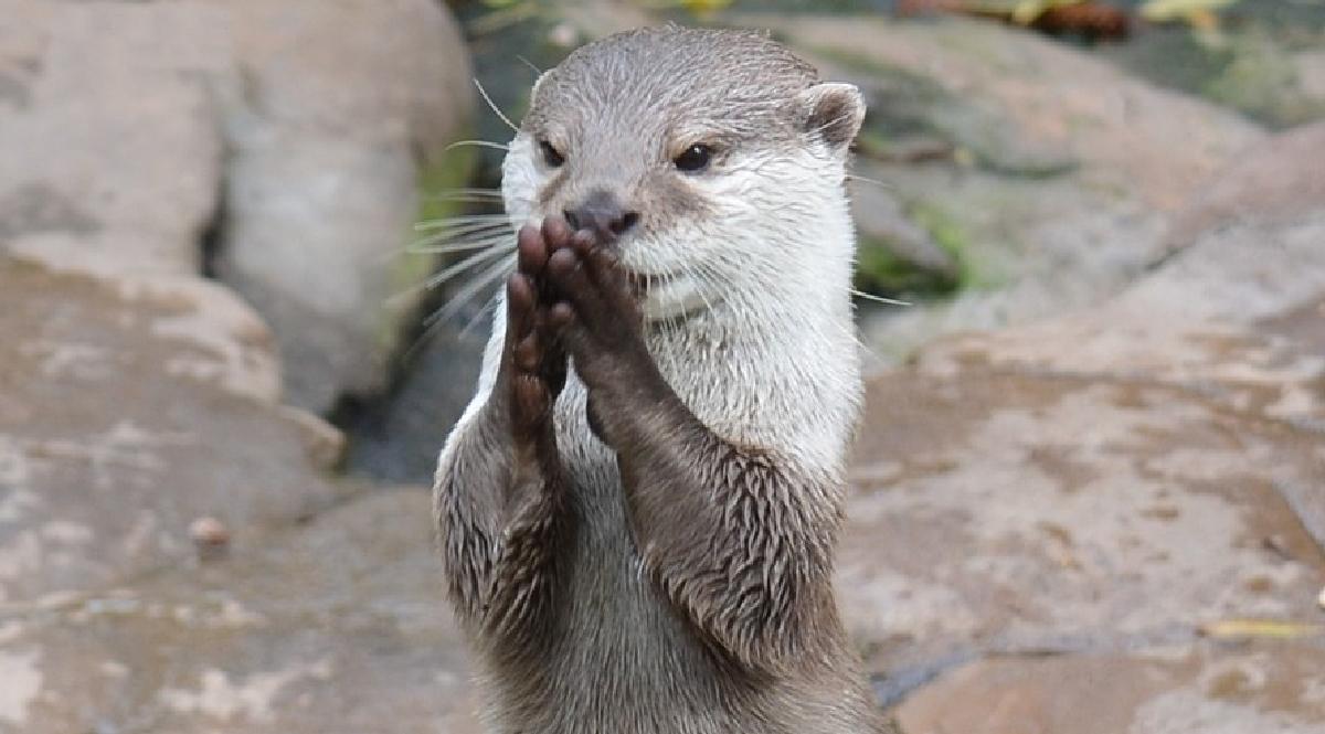 วันนากโลก (World Otter Day) 