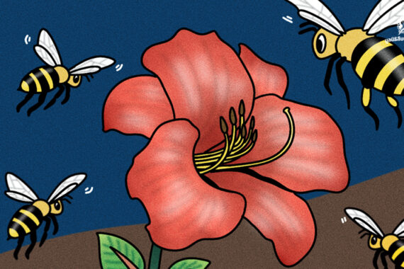 โลกของผึ้ง เมื่อน้ำผึ้งเป็นแค่ผลพลอยได้ แต่หน้าที่หลักของผึ้งคือ ‘การผสมเกสร’