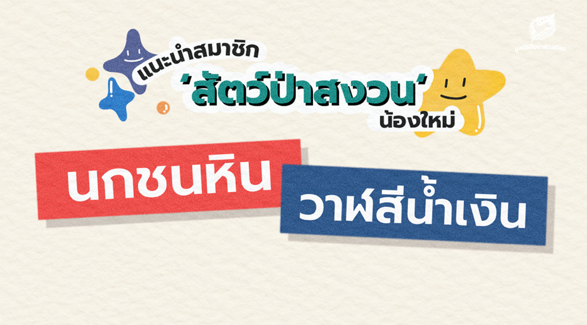 ‘นกชนหิน’ และ ‘วาฬสีน้ำเงิน’ สมาชิกใหม่ สัตว์ป่าสงวนไทย