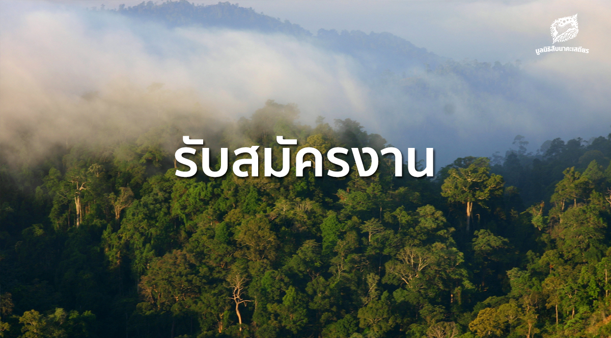 เปิดรับสมัครงาน เจ้าหน้าที่โครงการฟื้นฟูประชากร ถิ่นอาศัยของควายป่า และการจัดการอย่างมีส่วนร่วม จำนวน 1 ตำแหน่ง