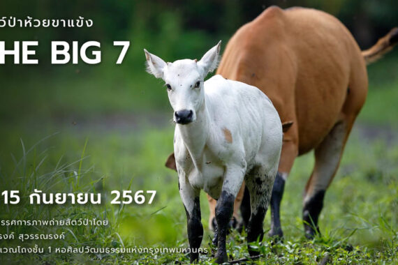 นิทรรศการภาพถ่ายสัตว์ป่าห้วยขาแข้ง The Big 7