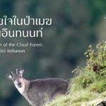 ลมหายใจในป่าเมฆ ดอยอินทนนท์ The Breath of the Cloud Forest : Doi Inthanon