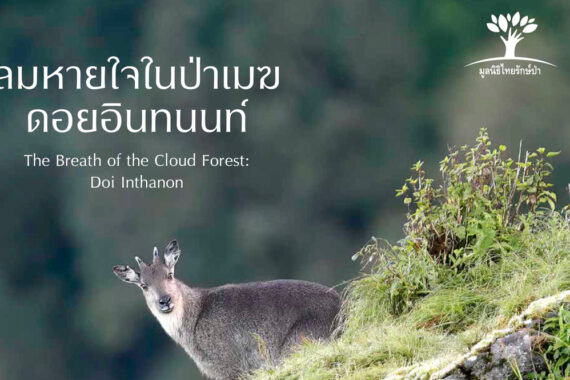 ลมหายใจในป่าเมฆ ดอยอินทนนท์ The Breath of the Cloud Forest : Doi Inthanon