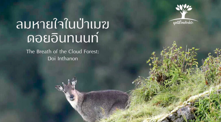 ลมหายใจในป่าเมฆ ดอยอินทนนท์ The Breath of the Cloud Forest : Doi Inthanon